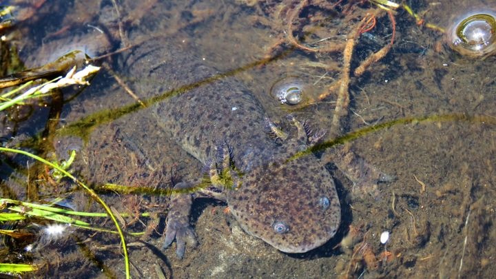 GoFundMe New Market Mexico
