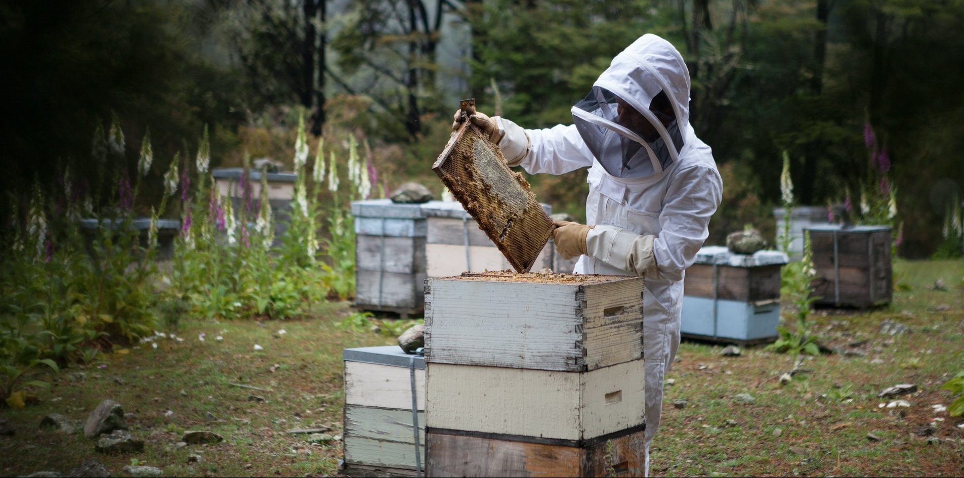 beekeeper inspecting bees