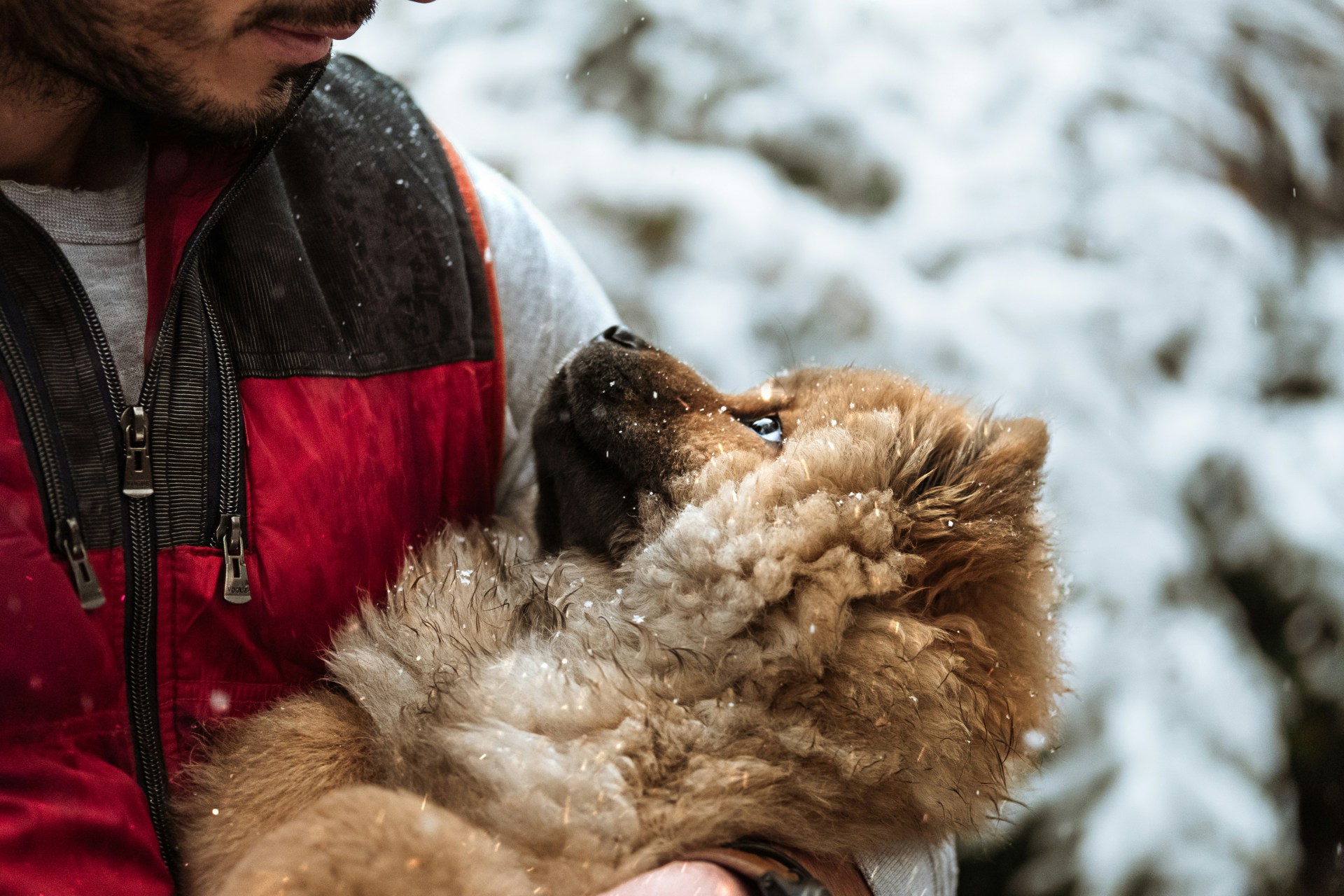 Man looking at a dog