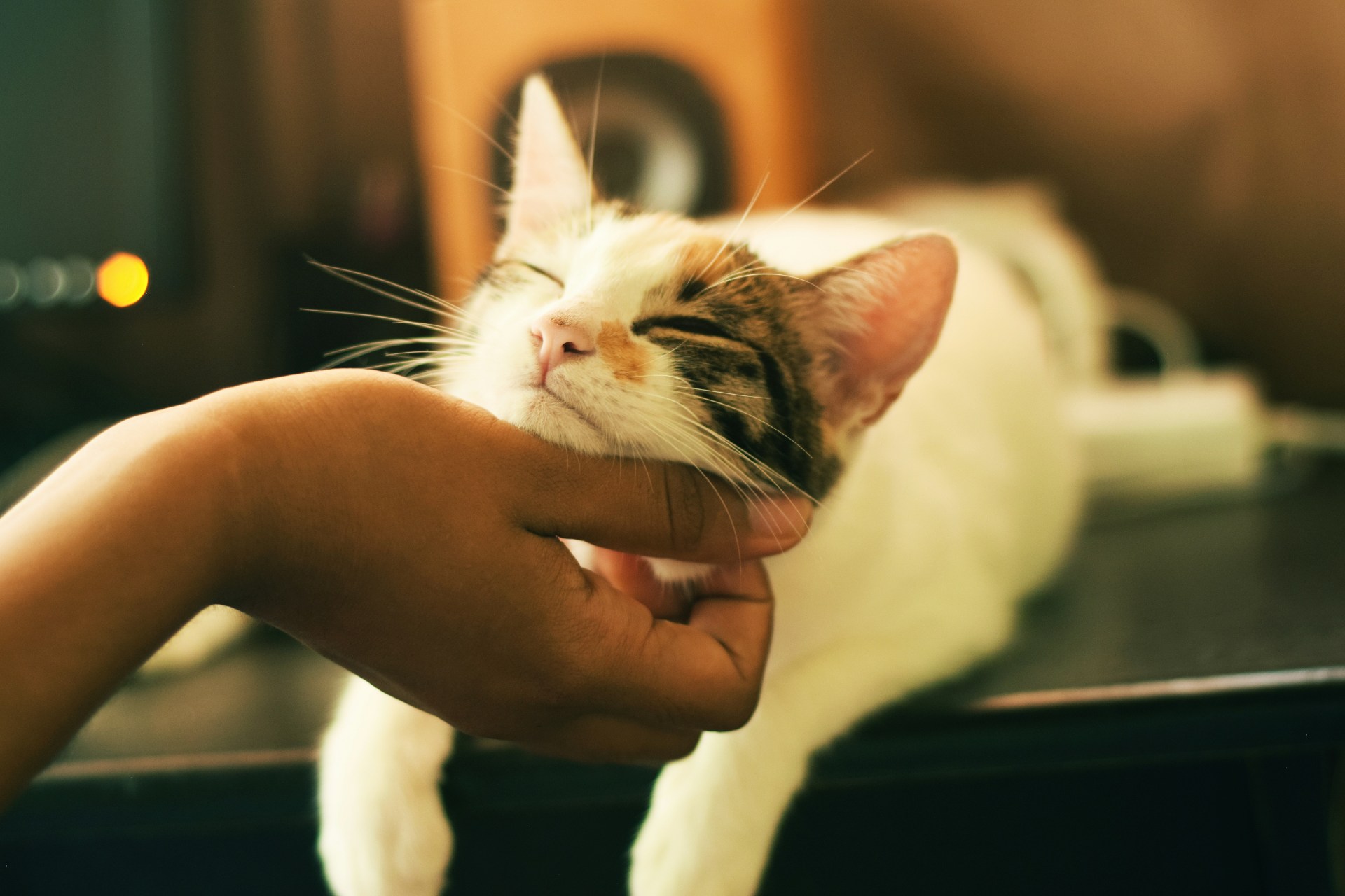 Cat getting a chin scratch